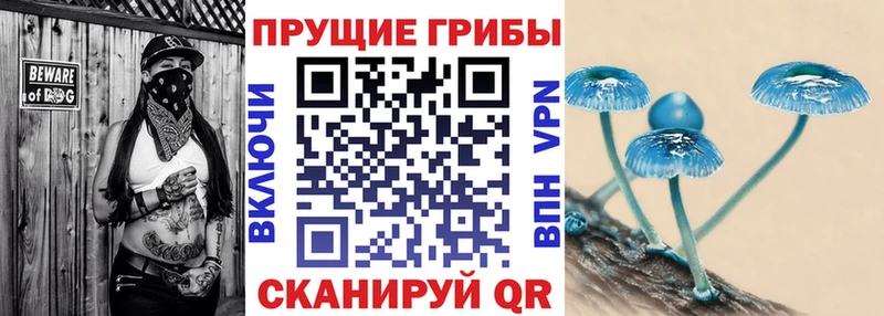 сколько стоит  Вельск  Псилоцибиновые грибы Psilocybe 